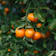 Mandarino (citrus reculata) 18 litros