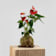 Kokedama de Anthurium mediano