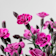 Dianthus caryophyllus 'Special Purple' - Clavel 1 litro