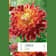 Bulbos de Dahlia 'Akita' 1 unidad