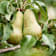 Peral 'Conferencia' (Pyrus communis) 70 litros