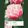 Bulbos de Tulipán 'Queensland' 5 unidades