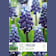 Bulbos de Muscari neglectum 15 unidades