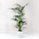 Kentia Ø24 cm