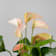 Anthurium 'Joli Peach' Ø17 cm