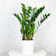Zamioculcas zamiifolia Ø21 cm