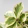 Peperomia optipan bicolor® 'Golden Genua' Ø12 cm