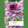 Bulbos de Dahlia 'Creme de Cassis 1 unidad