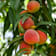 Melocotonero 'Baby Gold 6' (Prunus persica) 10 litros