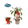 Pimiento 'Snack Red' Pick-&-Joy® - Planta de huerto Ø14 cm