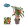 Pimiento 'Hot Chili Red' Pick-&-Joy® - Planta de huerto Ø14 cm