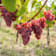 Uva roja 'Crimson' (Vitis vinifera) 5 litros