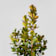 Boj arbusto (Buxus microphylla 'Faulkner') 5 litros