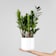 Zamioculcas zamiifolia Ø14 cm