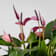 Anthurium 'Zizou' Ø17 cm