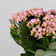 Kalanchoe doble rosa claro Ø14 cm