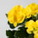 Begonia elatior amarilla 'Mystiq Yellow' Ø13 cm