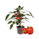 Pimiento 'Red Pepper' Pick-&-Joy® - Planta de huerto Ø14 cm