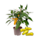 Pimiento 'Snack Yellow' Pick-&-Joy® - Planta de huerto Ø14 cm