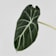 Alocasia 'Black Velvet' Ø14 cm