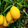 Limequat (Citrus × floridana) 4 litros