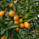 Kumquat (Citrus fortunella) 10 litros
