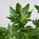 Fatsia japonica (Aralia) 2 litros