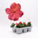 Impatiens walleriana salmón (Alegría de la Casa) ØPack 6 uds