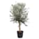 Olivo en Copa (olea europaea) 40 litros