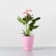 Anthurium 'Joli Pink' Karma® Ø12 cm