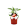 Capsicum annuum 'Estrella' Ø12 cm