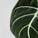Alocasia 'Black Velvet' Ø12 cm