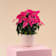 Flor de Pascua Fucsia 'Princettia Hot Pink' Ø12 cm