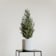 Mini árbol de Navidad Picea en maceta blanca Ø15 cm