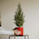Mini árbol de Navidad Picea en maceta roja Ø15 cm