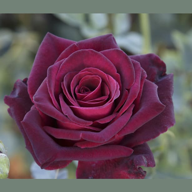 Rosal black baccara rojo