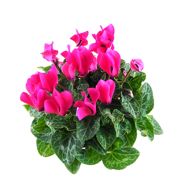 Cyclamen mini (varios colores)