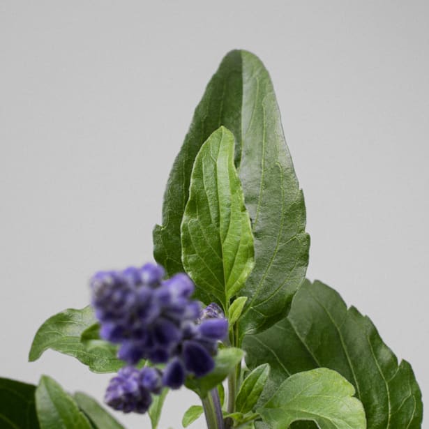 Salvia azul (salvia farinacea)