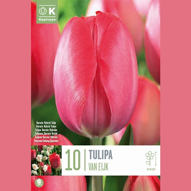 Bolsa 10 bulbos tulipanes darwin hybrid van eijk | Fronda