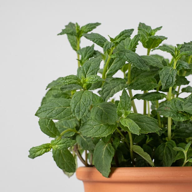 Menta piperita - Planta aromática