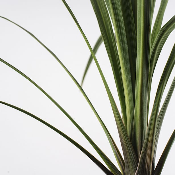 Dracaena indivisa verde (cordyline australis)