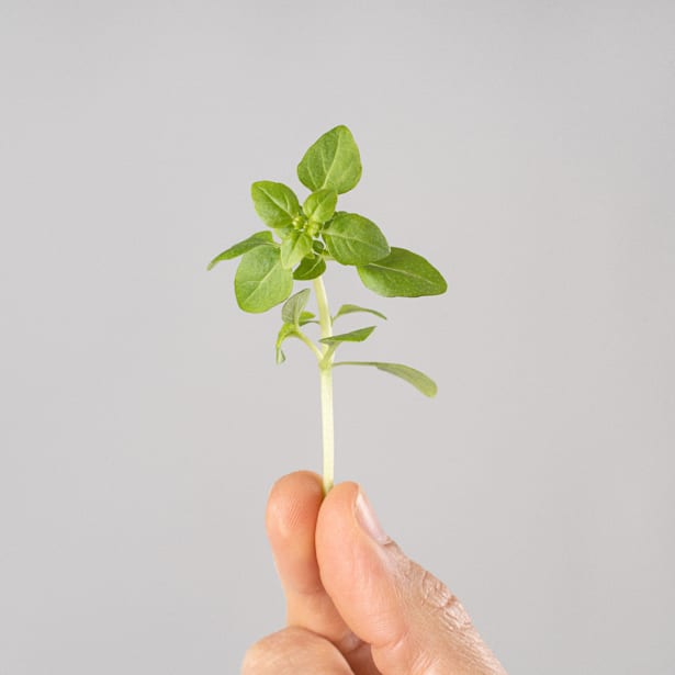 Albahaca hoja pequeña - Planta aromática