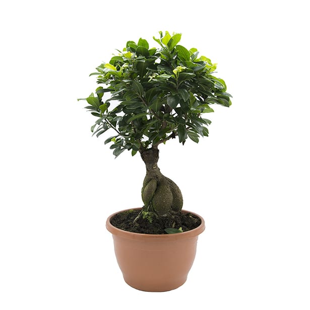 Bonsai Ficus Gingeng (Ficus microcarpa 'Ginseng')