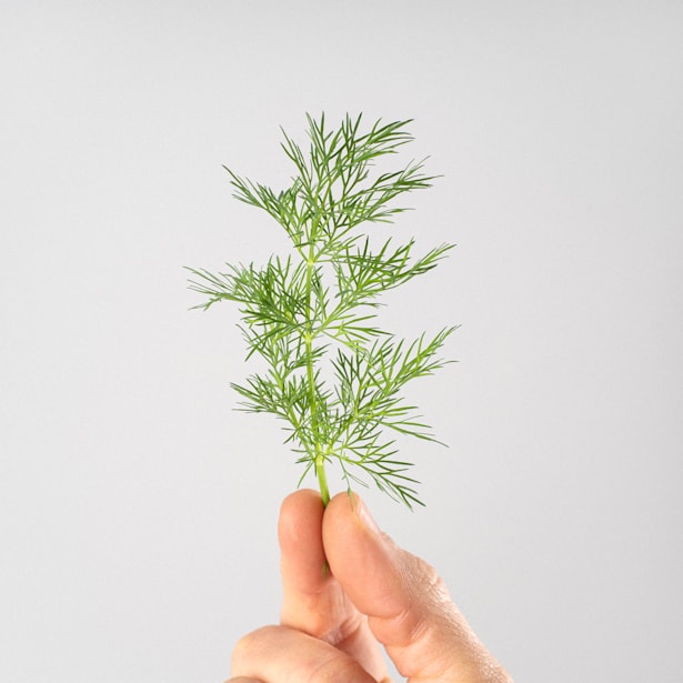 Eneldo (anethum graveolens) - Planta aromática