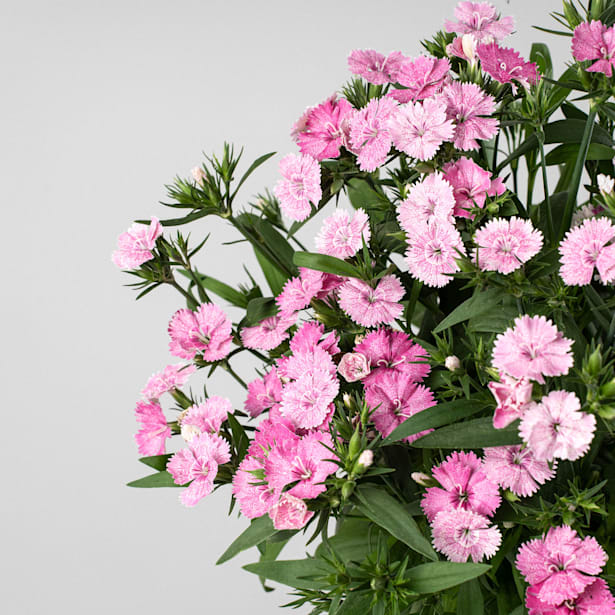 Clavel del poeta - Dianthus barbatus Telstar®