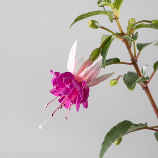 Fuchsia hybrida (Pendientes de la reina)