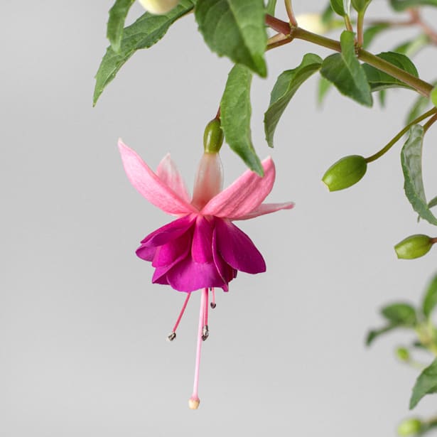 Fuchsia hybrida (Pendientes de la reina)