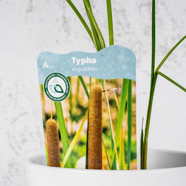 Espadaña (typha angustifolia) - Planta palustre de estanque