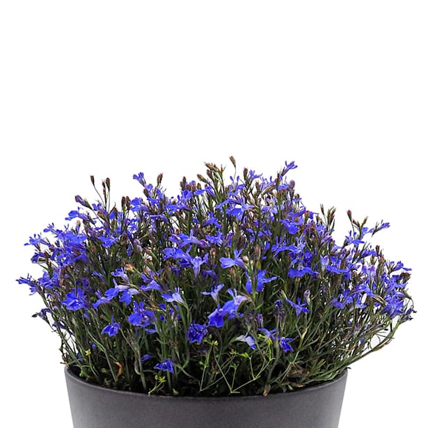 Lobelia erinus