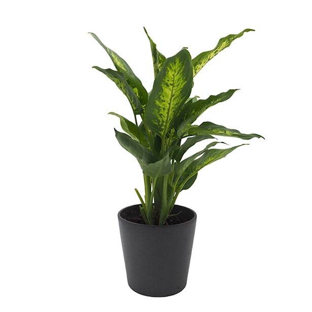 Dieffenbachia 'Compacta'